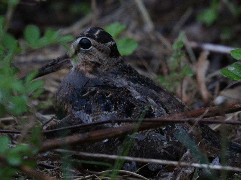 Mystery bird to be identified