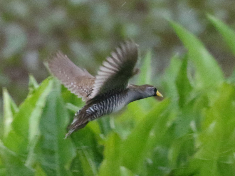 Mystery bird to be identified