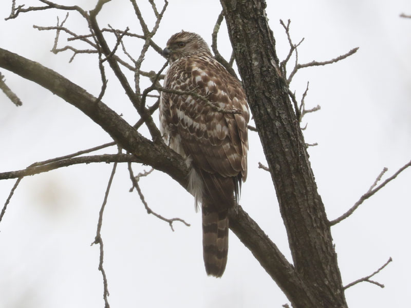 Mystery bird to be identified