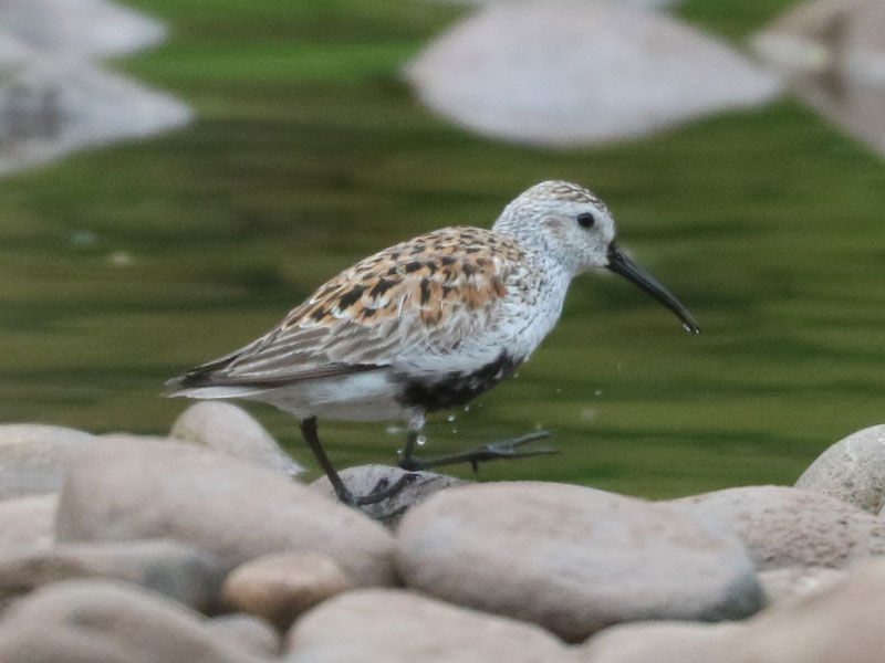 Mystery bird to be identified