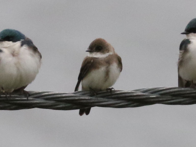 Mystery bird to be identified