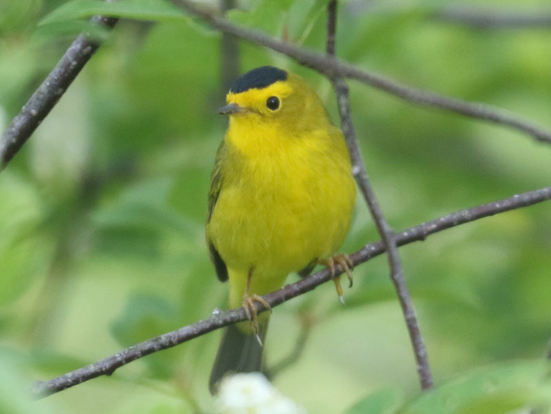 Mystery bird to be identified