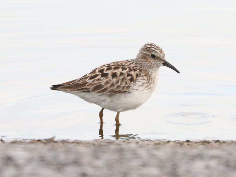 Mystery bird to be identified