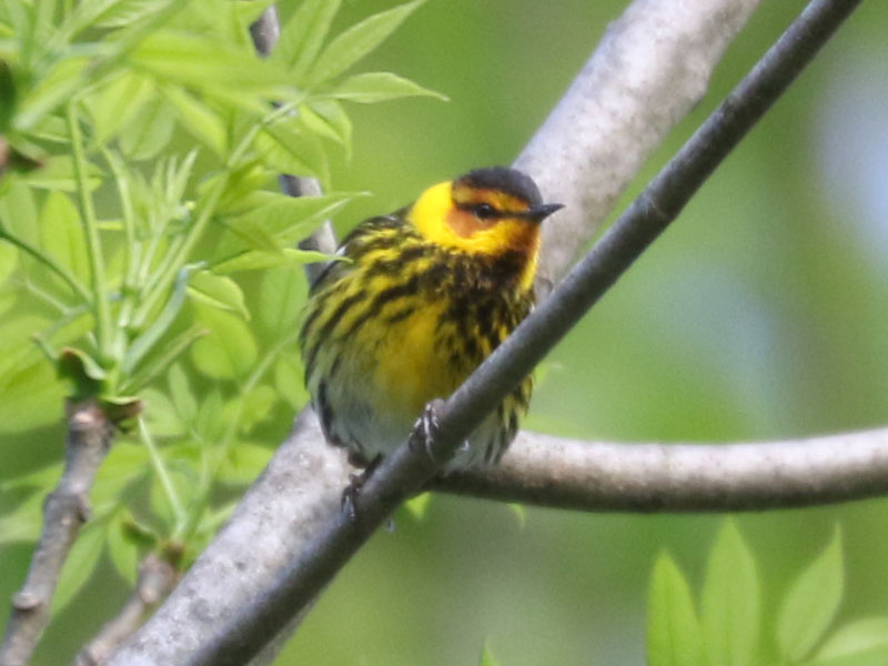 Mystery bird to be identified