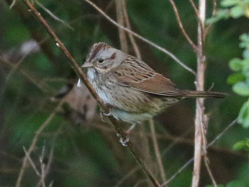 Mystery bird to be identified