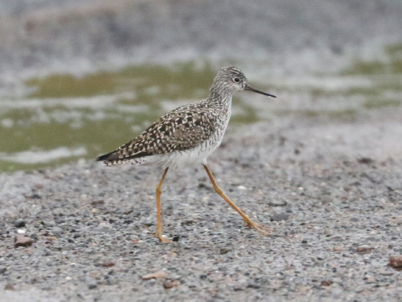 Mystery bird to be identified