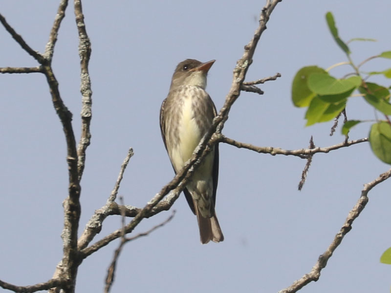 Mystery bird to be identified