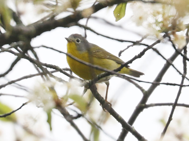 Mystery bird to be identified