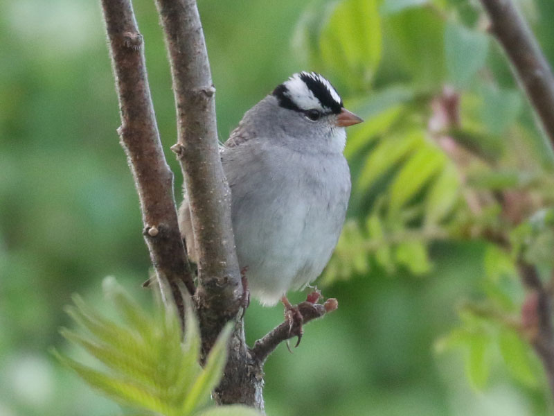 Mystery bird to be identified