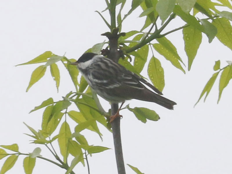 Mystery bird to be identified