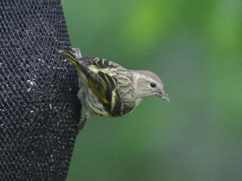 Mystery bird to be identified