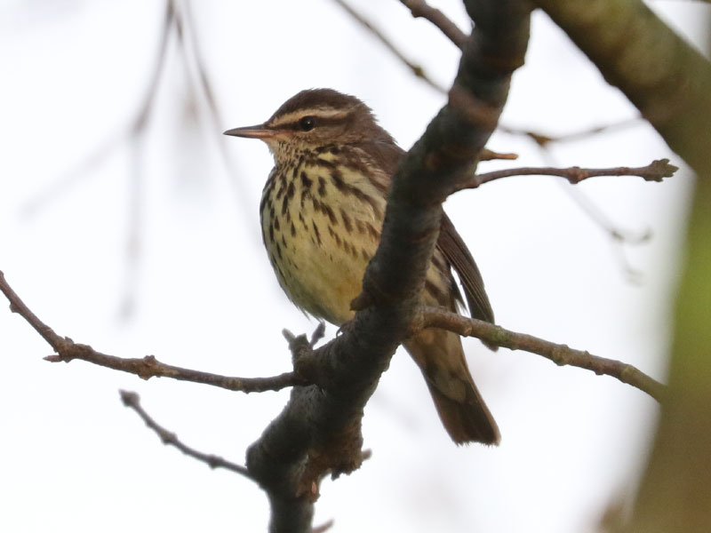 Mystery bird to be identified