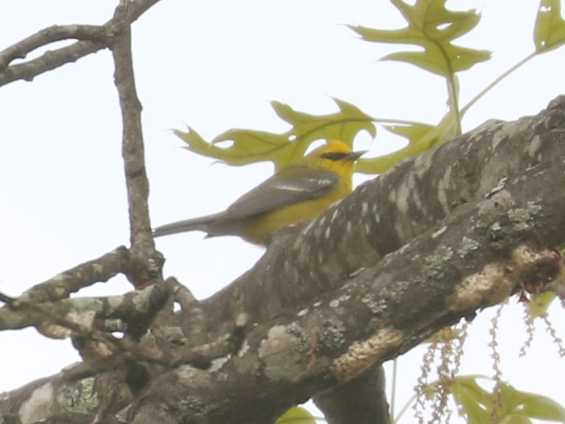 Mystery bird to be identified