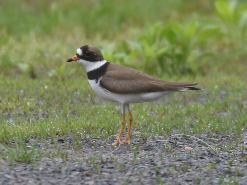 Mystery bird to be identified