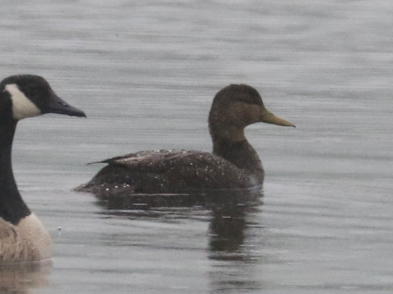 Mystery bird to be identified