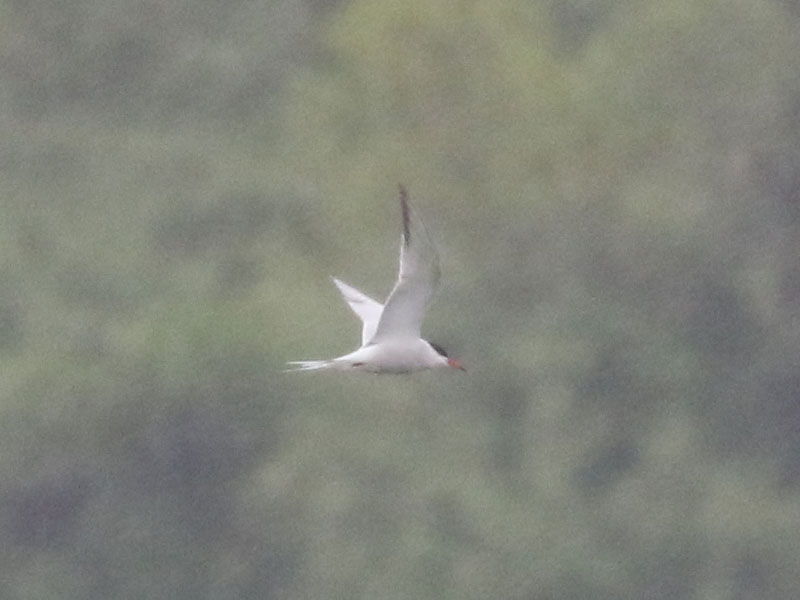 Mystery bird to be identified