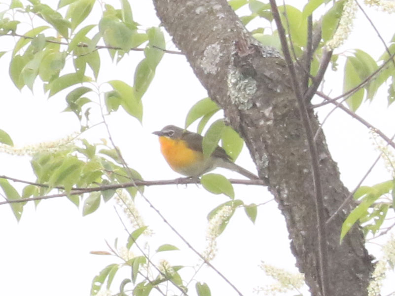 Mystery bird to be identified