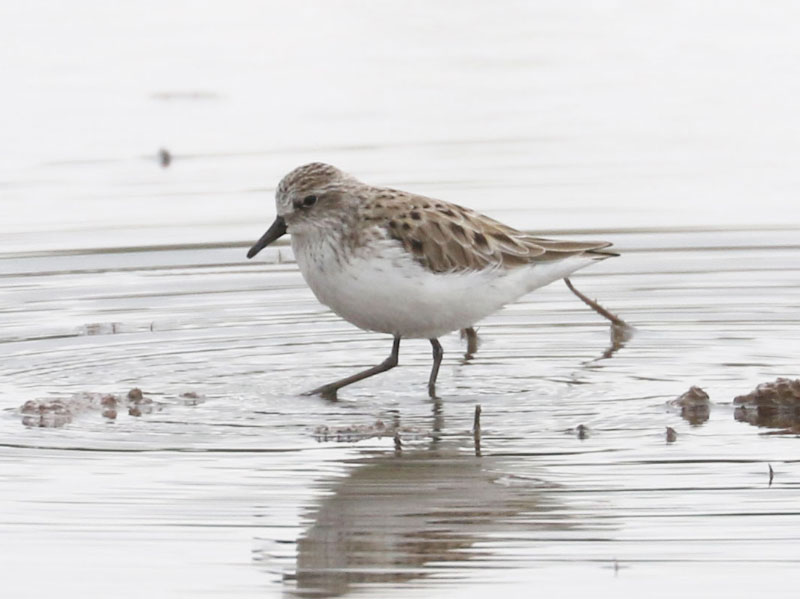 Mystery bird to be identified