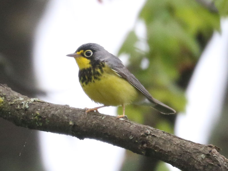 Mystery bird to be identified