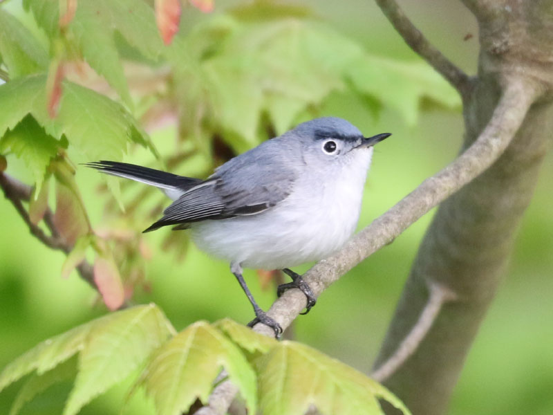 Mystery bird to be identified