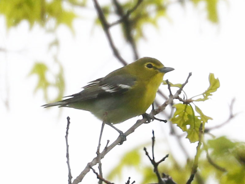 Mystery bird to be identified