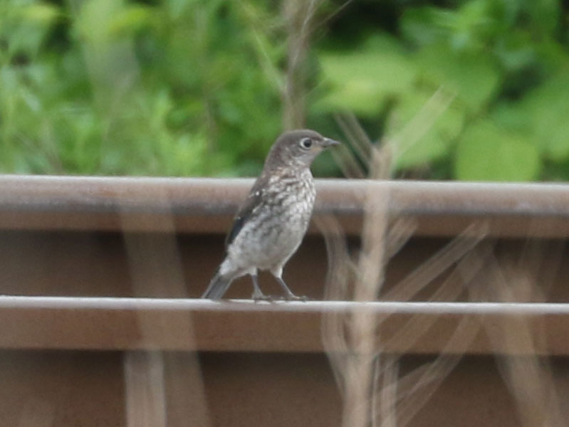 Mystery bird to be identified