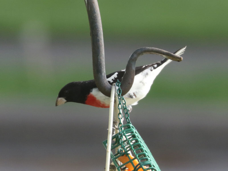 Mystery bird to be identified