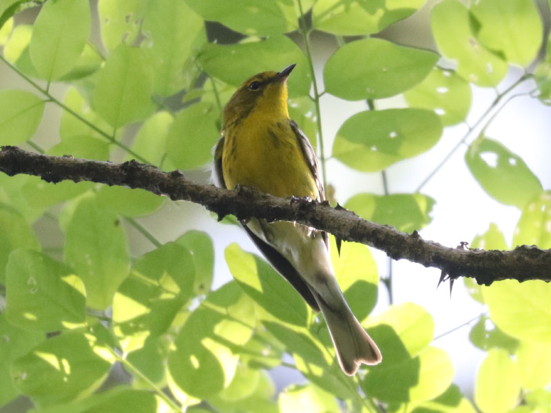 Mystery bird to be identified