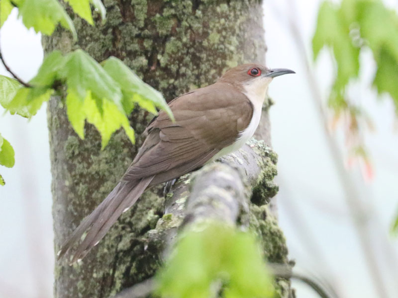 Mystery bird to be identified