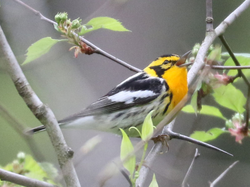 Mystery bird to be identified