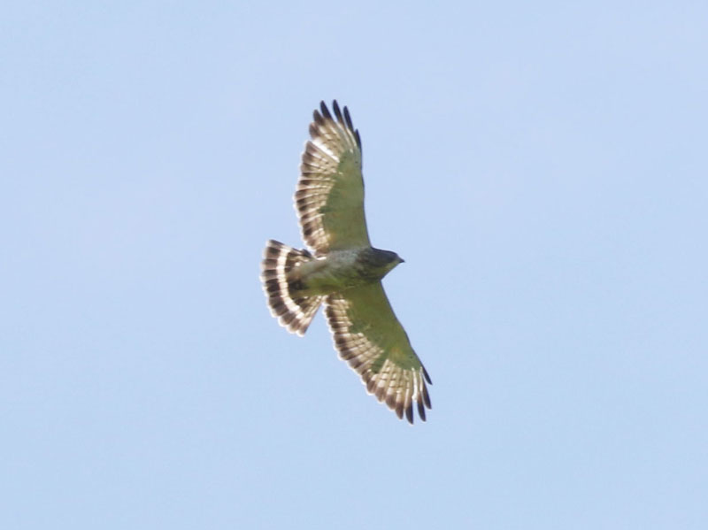 Mystery bird to be identified