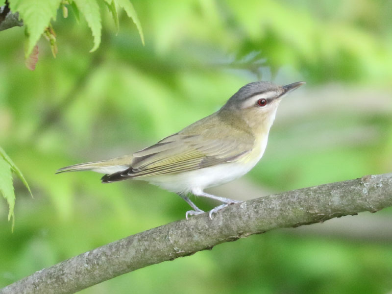 Mystery bird to be identified