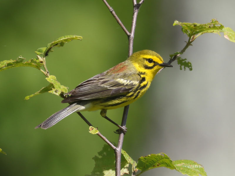 Mystery bird to be identified