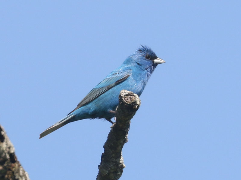 Mystery bird to be identified