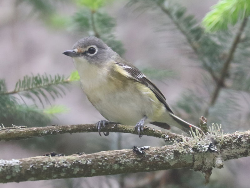 Mystery bird to be identified