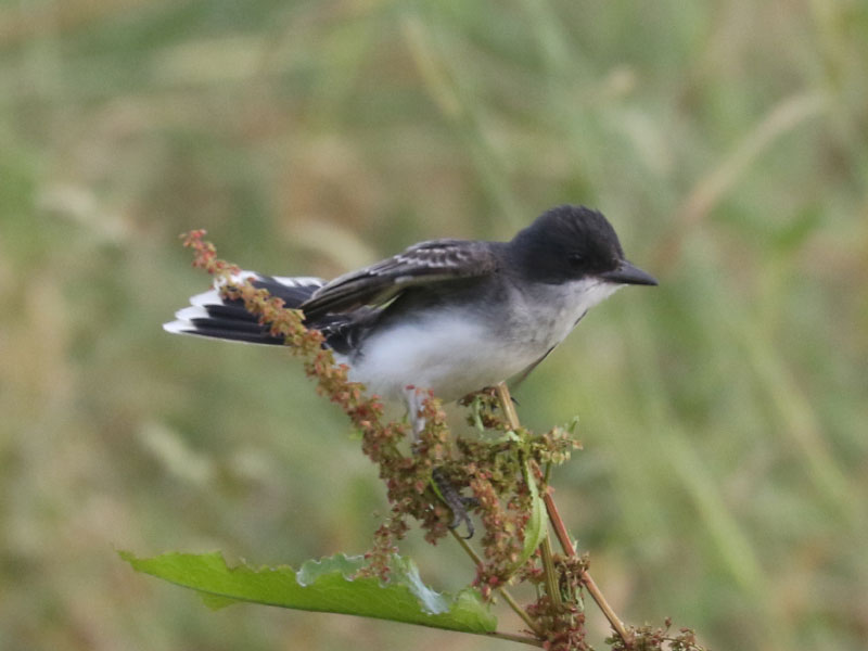 Mystery bird to be identified