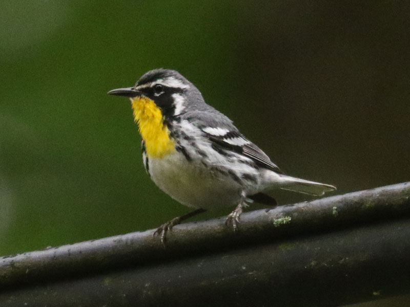 Mystery bird to be identified