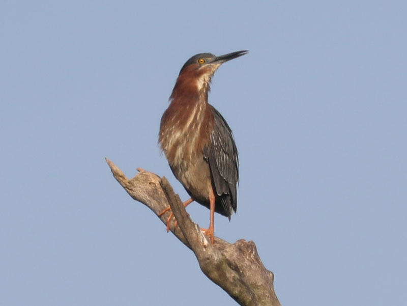 Mystery bird to be identified