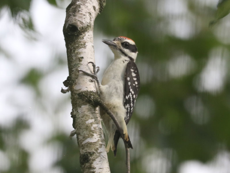 Mystery bird to be identified