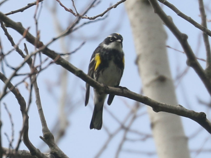 Mystery bird to be identified