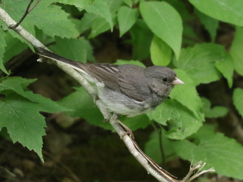 Mystery bird to be identified