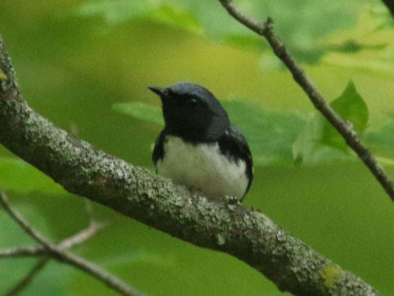 Mystery bird to be identified