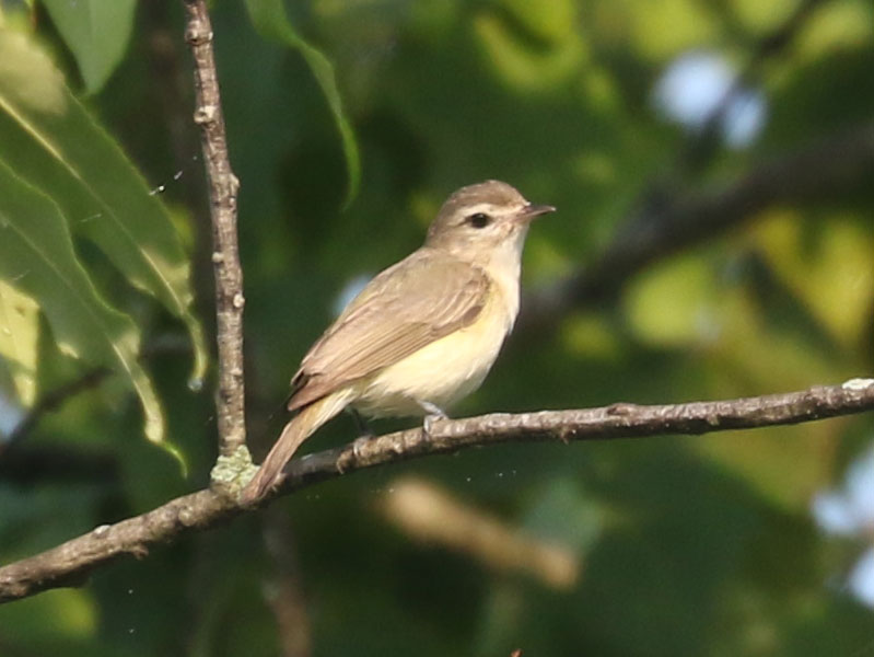 Mystery bird to be identified