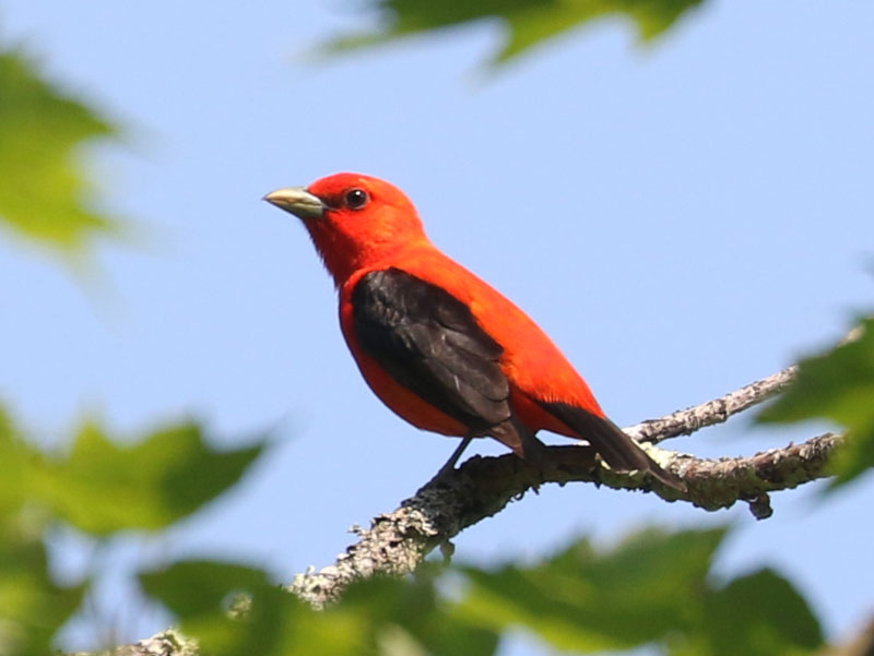 Mystery bird to be identified