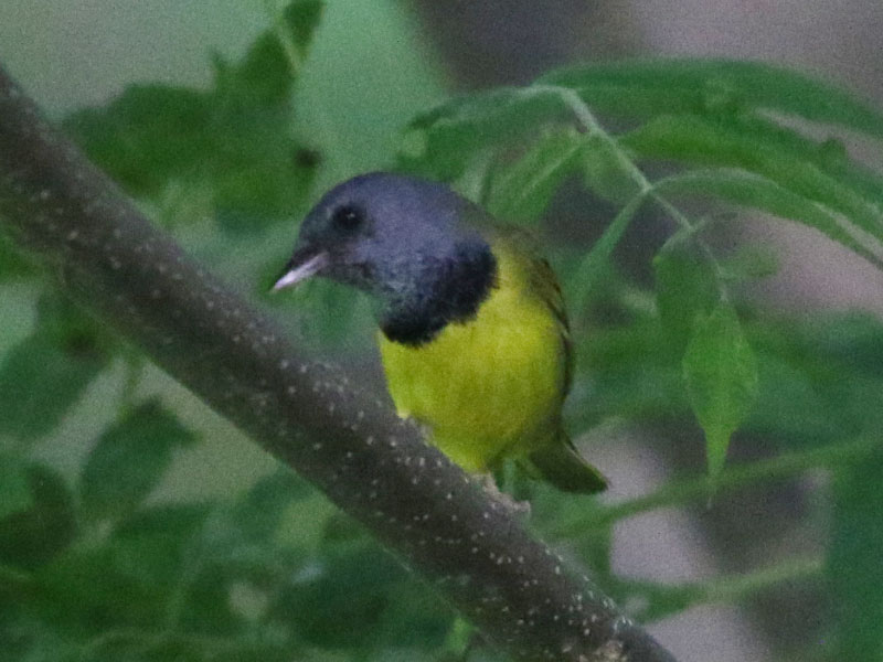 Mystery bird to be identified