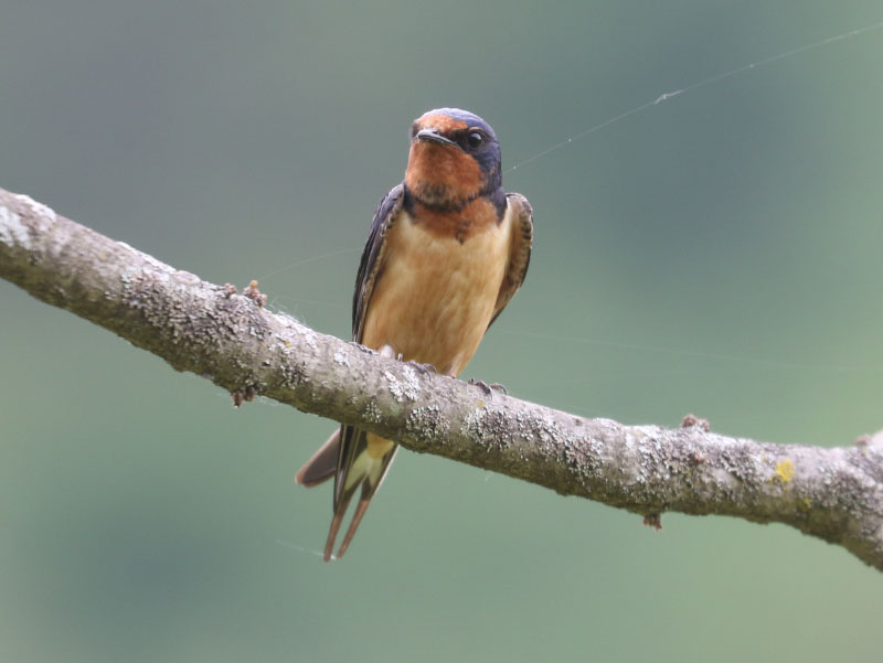 Mystery bird to be identified