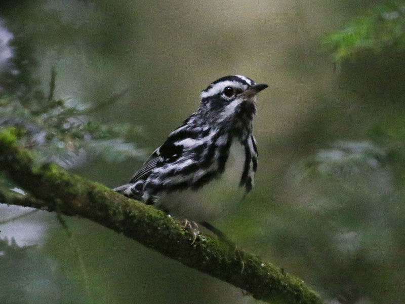 Mystery bird to be identified