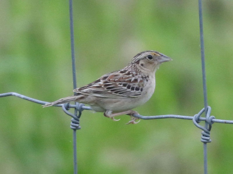 Mystery bird to be identified