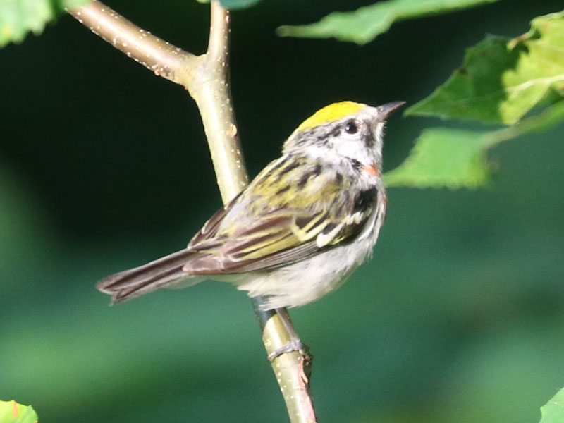 Mystery bird to be identified