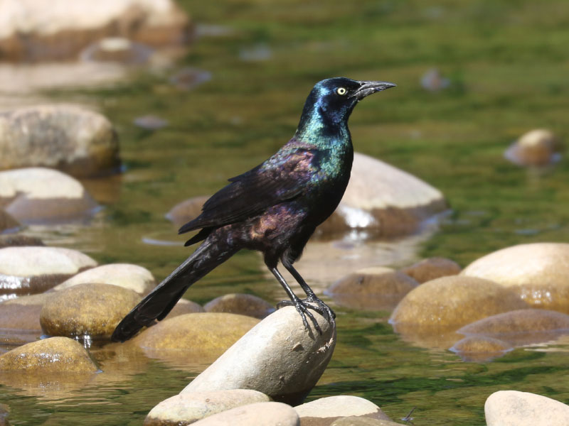 Mystery bird to be identified